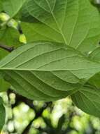 Image of Viburnum stellato-tomentosum (Oerst.) Hemsl.