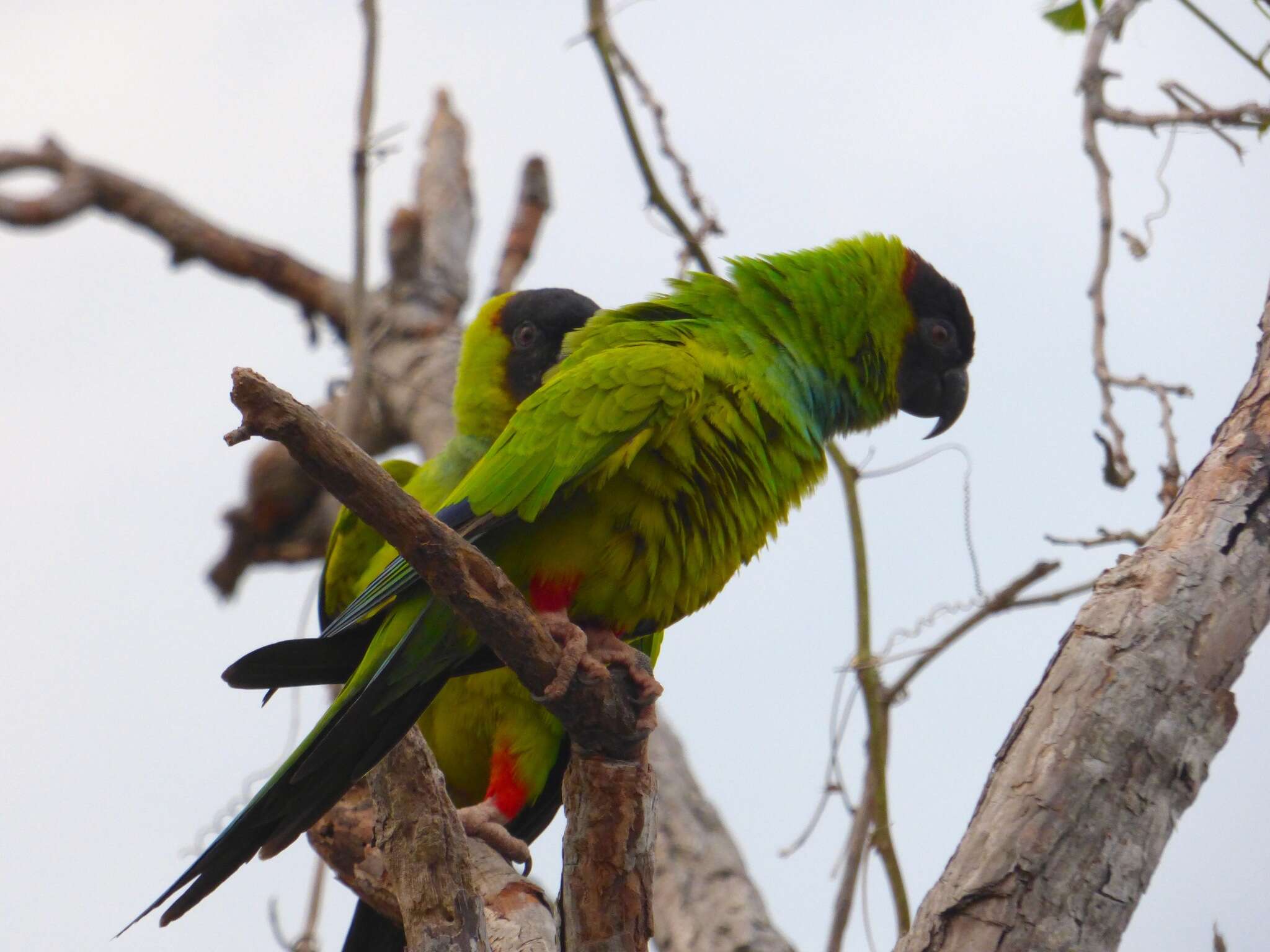 Image of Nanday Parakeet