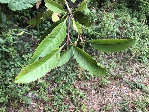 Eriobotrya deflexa (Hemsl.) Nakai的圖片