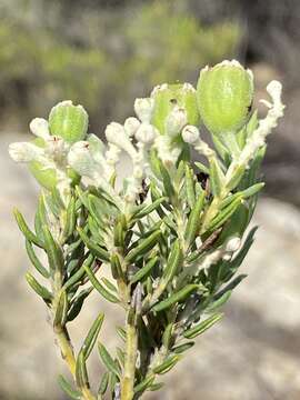 Image of Phylica rigidifolia Sond.