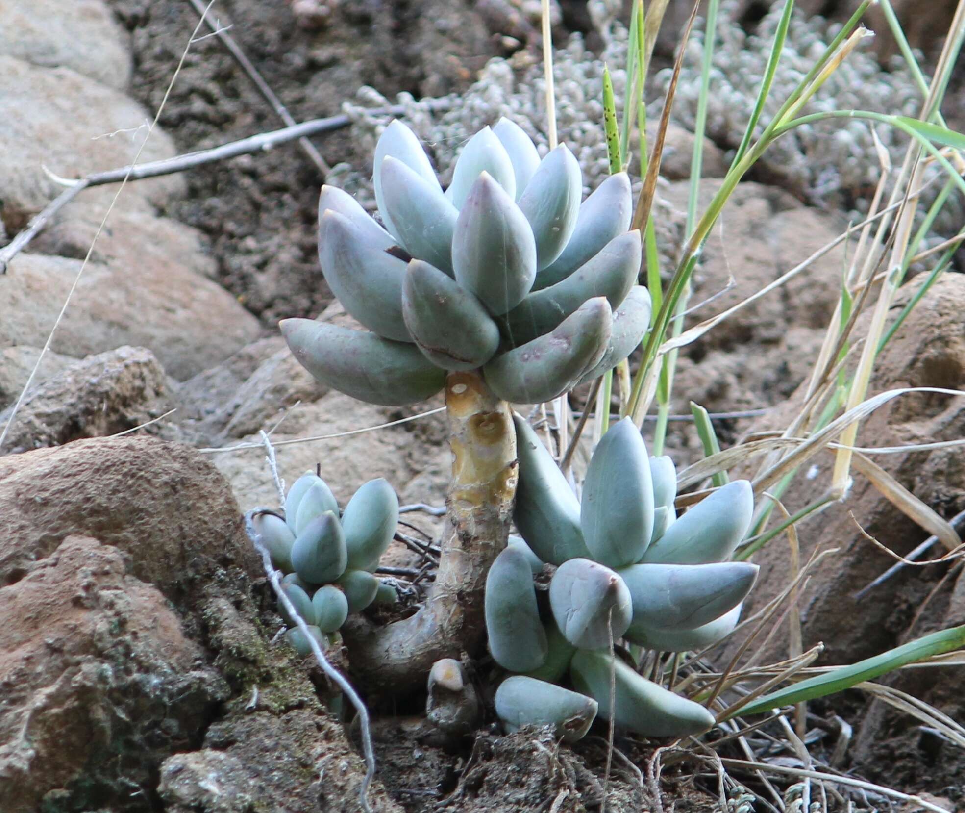 Image of Pachyphytum compactum Rose