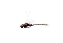 Image of Florida Baskettail