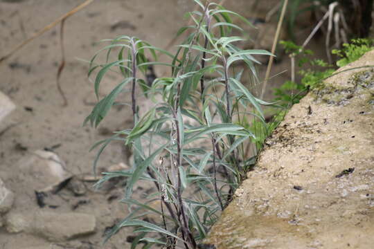 Image of Julia's goldenrod