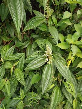 Sivun Miconia laevigata (L.) DC. kuva