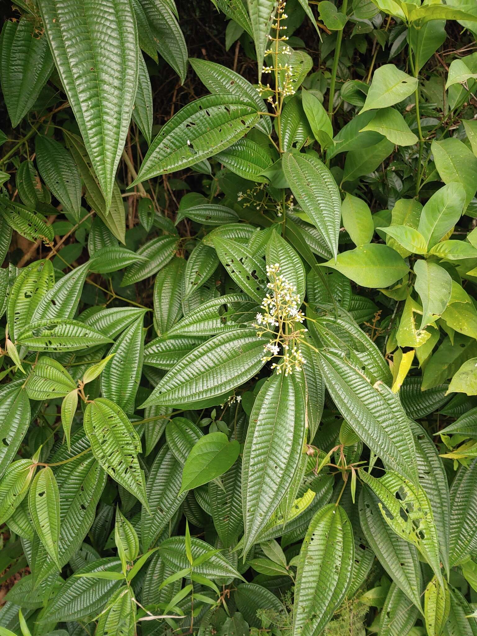 Слика од Miconia laevigata (L.) DC.