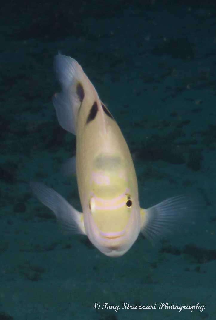 Image of White damselfish