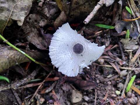 Слика од Lepiota felina (Pers.) P. Karst. 1879