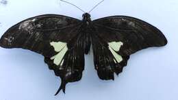 Image of Papilio antonio Hewitson 1875