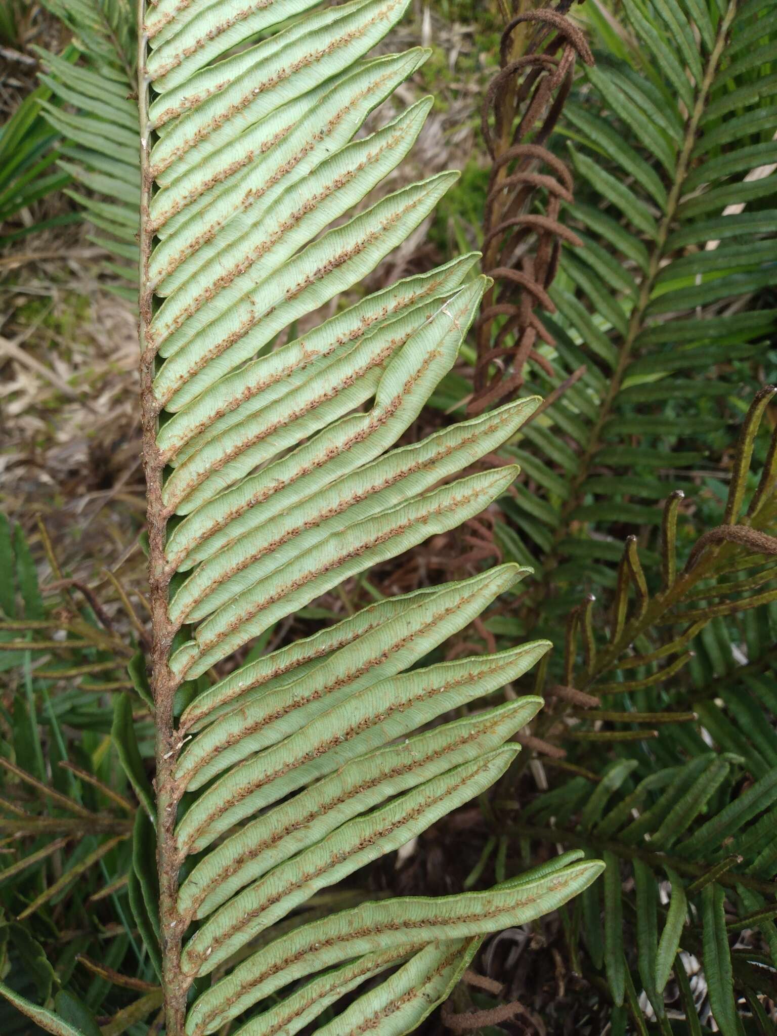 Image of Lomariocycas aurata (Fée) Gasper & A. R. Sm.