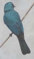 Image of Verditer Flycatcher (Southern)