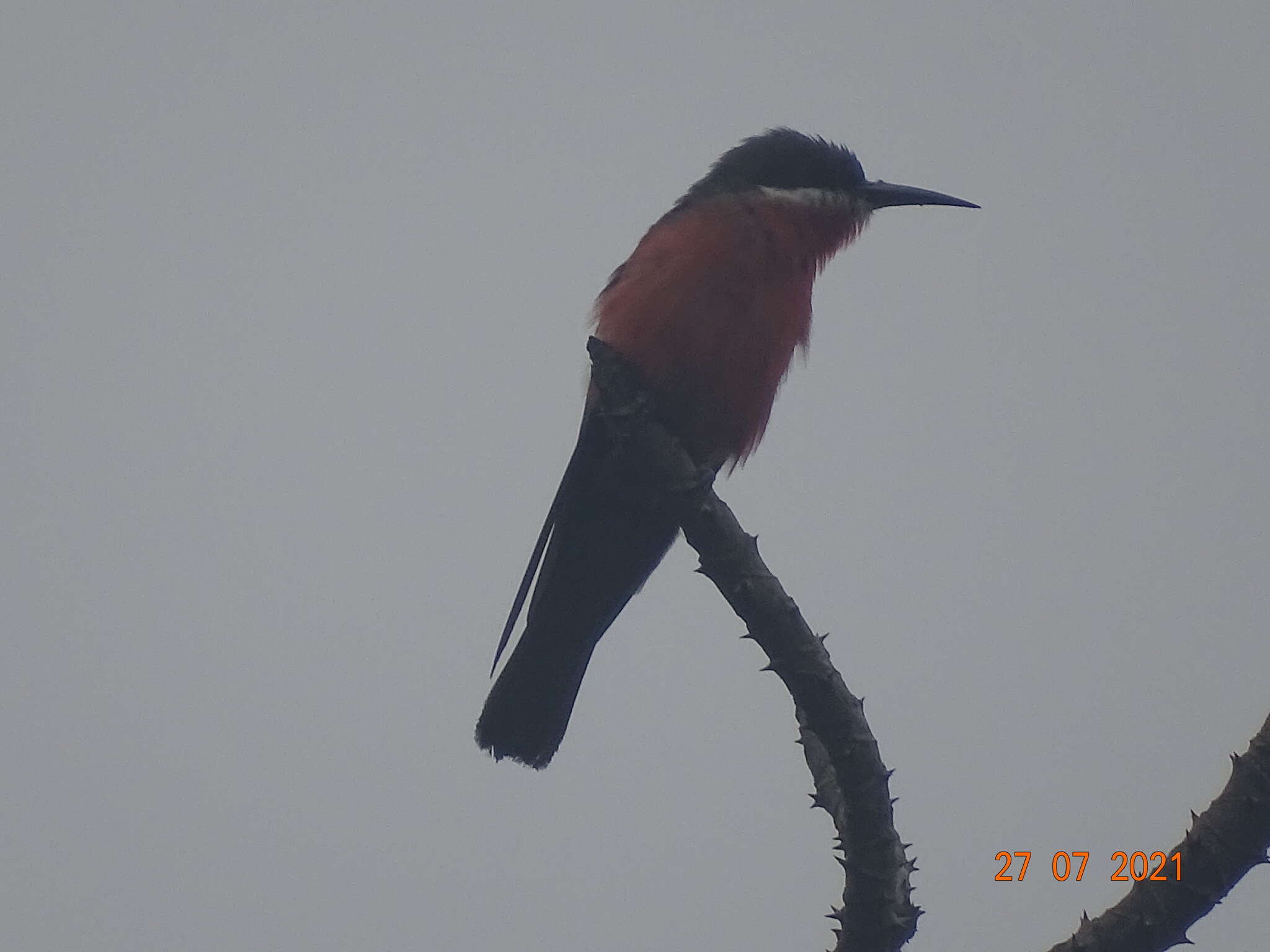 Image of Rosy Bee-eater