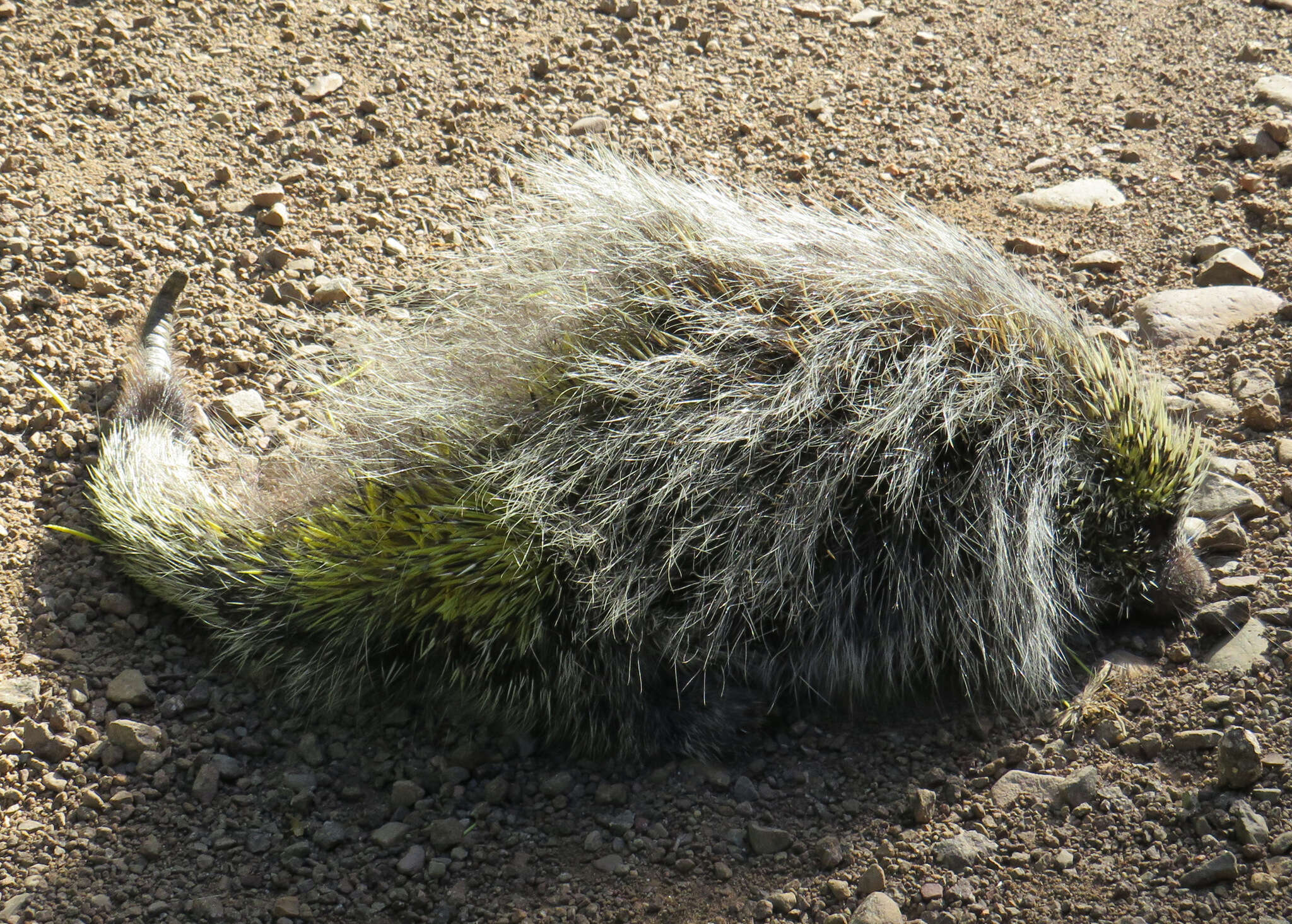 Image of Paraguaian Hairy Dwarf Porcupine