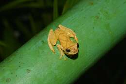 Image of San Carlos Treefrog