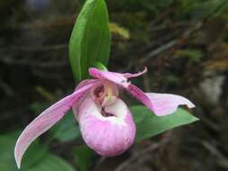 Image de Cypripedium taiwanalpinum