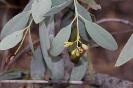 Image of Santalum lanceolatum R. Br.