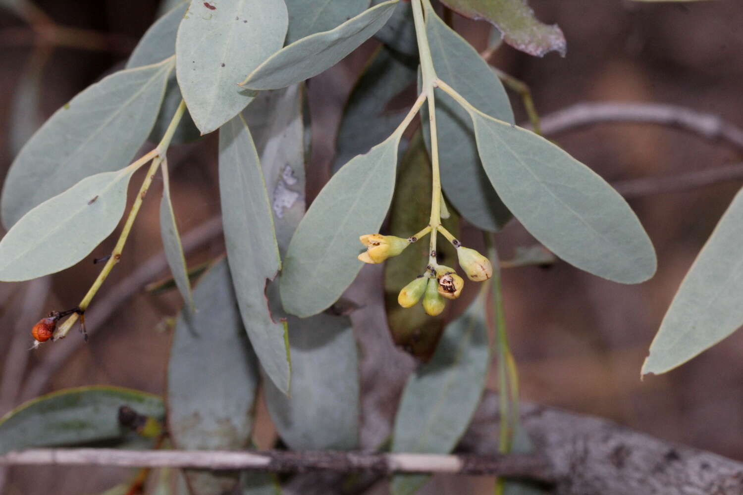 Image of Santalum lanceolatum R. Br.