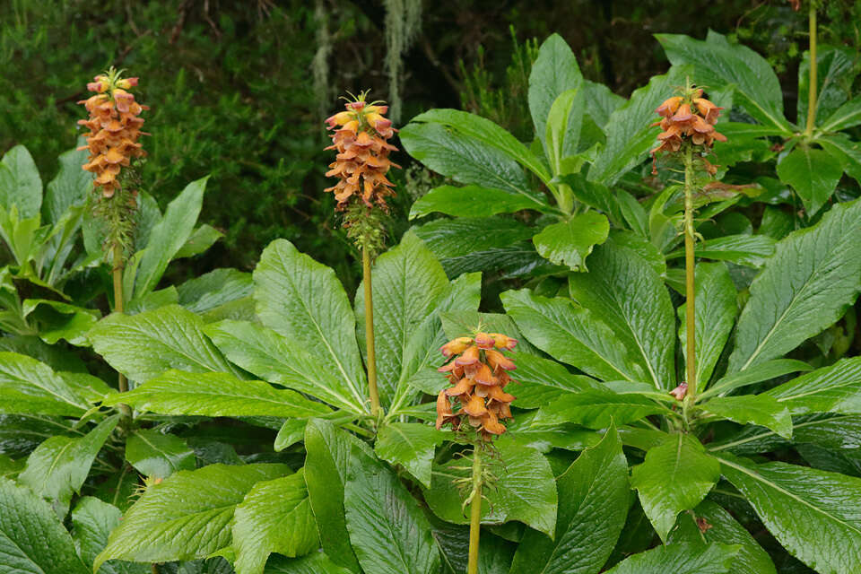 Image de Digitalis sceptrum L. fil.