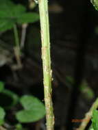 Image de Dryopteris clintoniana (D. C. Eat.) Dowell