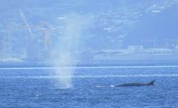 Image of Coalfish Whale