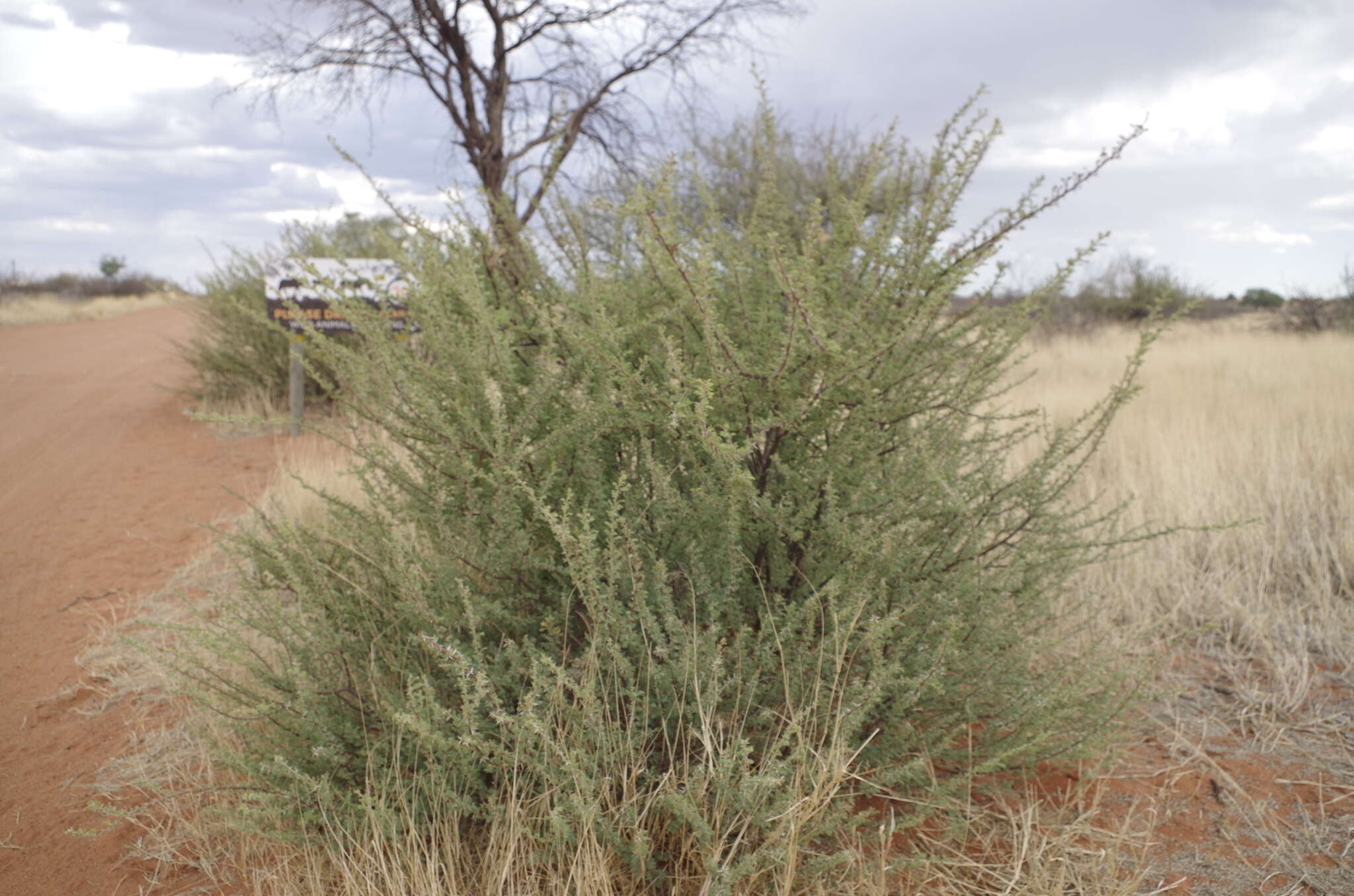 Sivun Vachellia hebeclada subsp. hebeclada kuva