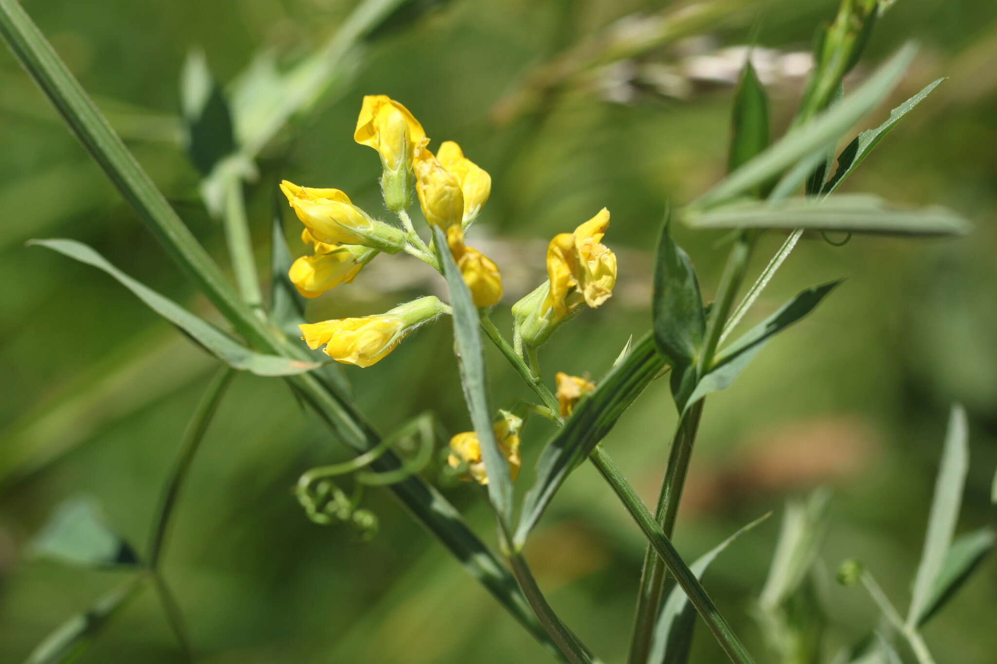 Слика од Lathyrus pratensis L.