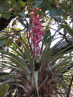 Image of Tillandsia calothyrsus Mez