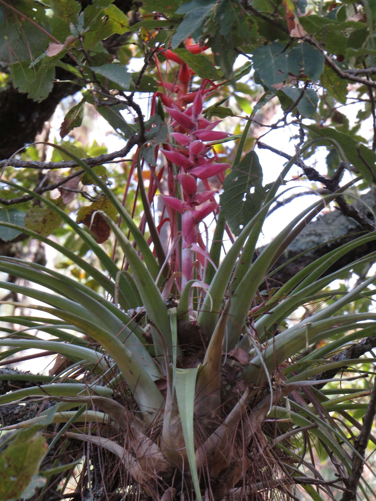 Image de Tillandsia calothyrsus Mez