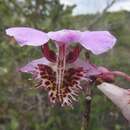 Image of Papilionanthe pedunculata (Kerr) Garay