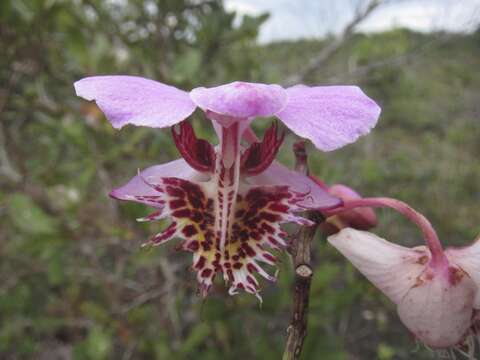 Plancia ëd Papilionanthe pedunculata (Kerr) Garay