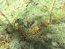 Image of eastern dwarf mistletoe