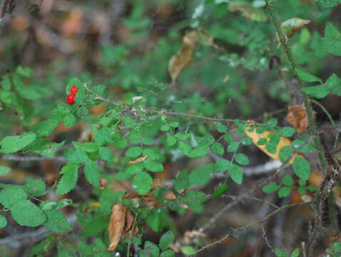 Слика од Rosa gymnocarpa subsp. gymnocarpa