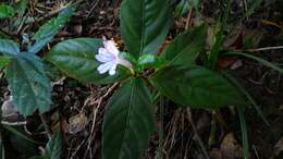 Imagem de Ruellia solitaria Vell.