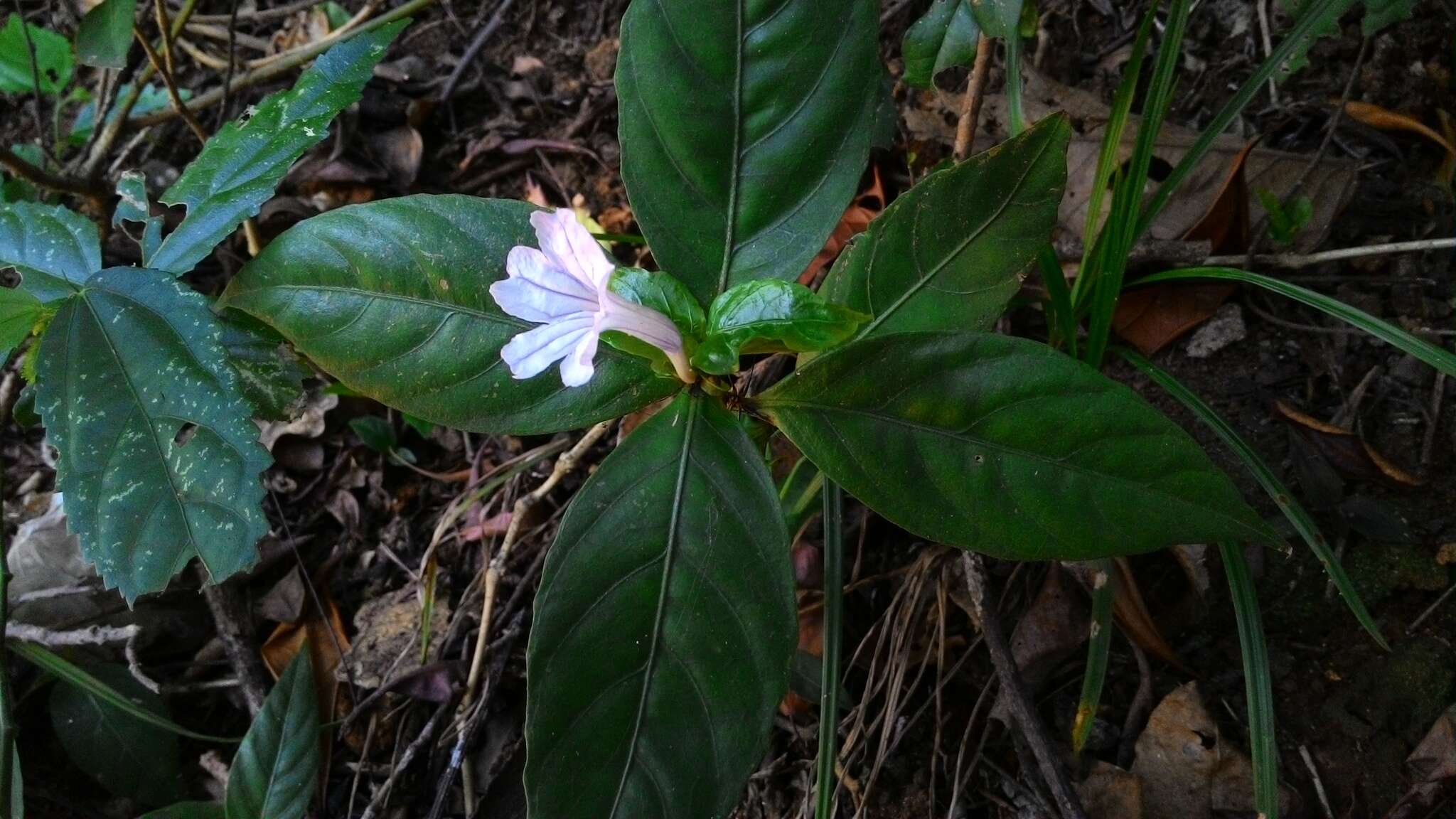 Plancia ëd Ruellia solitaria Vell.