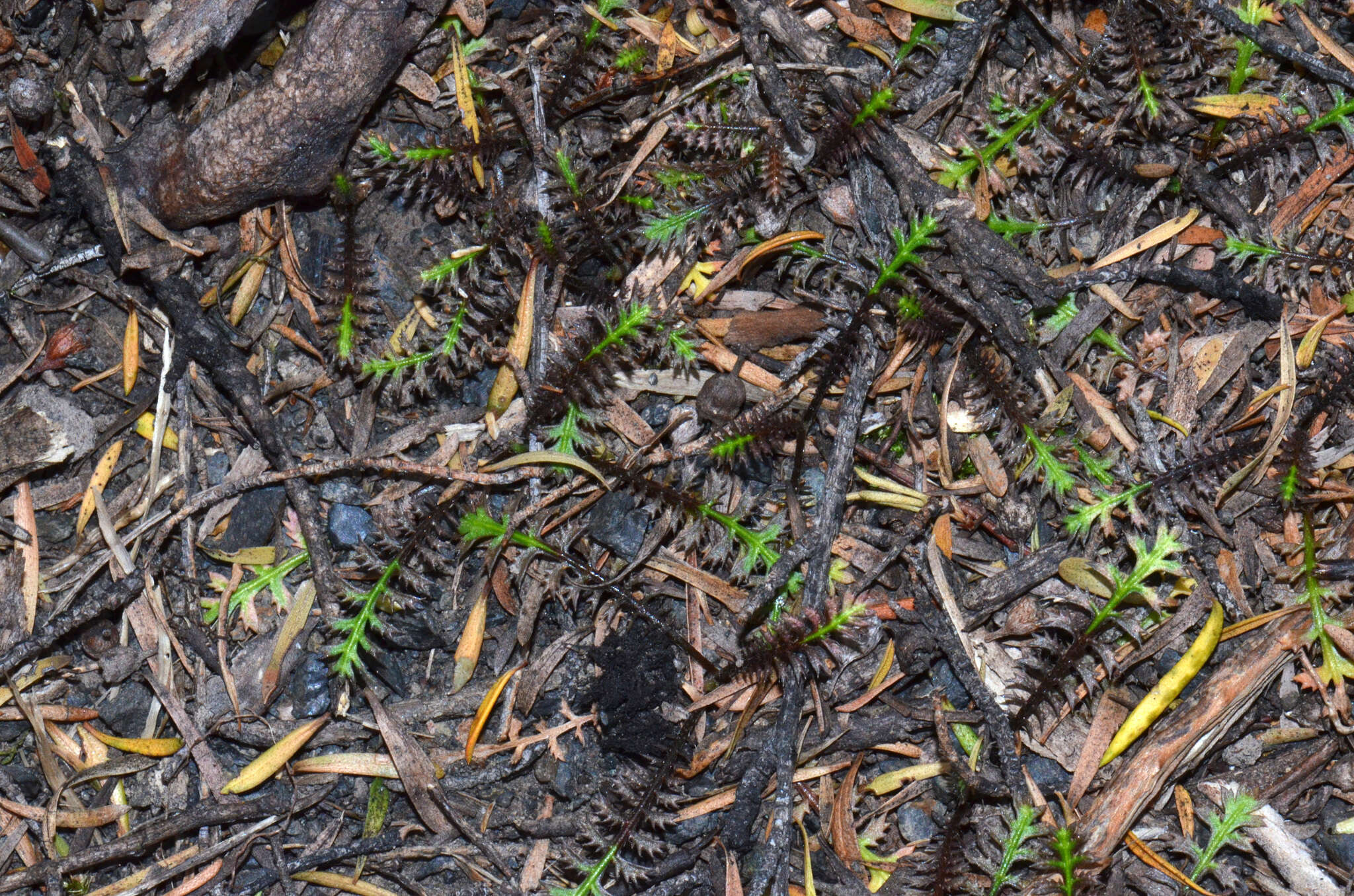 Image of Leptinella pusilla Hook. fil.