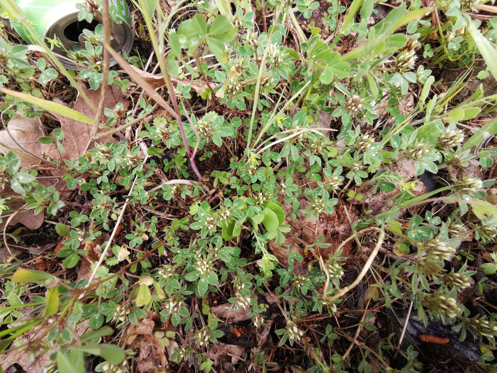 Plancia ëd Trifolium scabrum L.