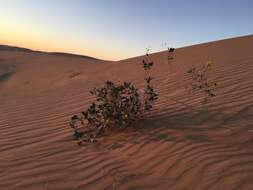 Image of Algodones sunflower