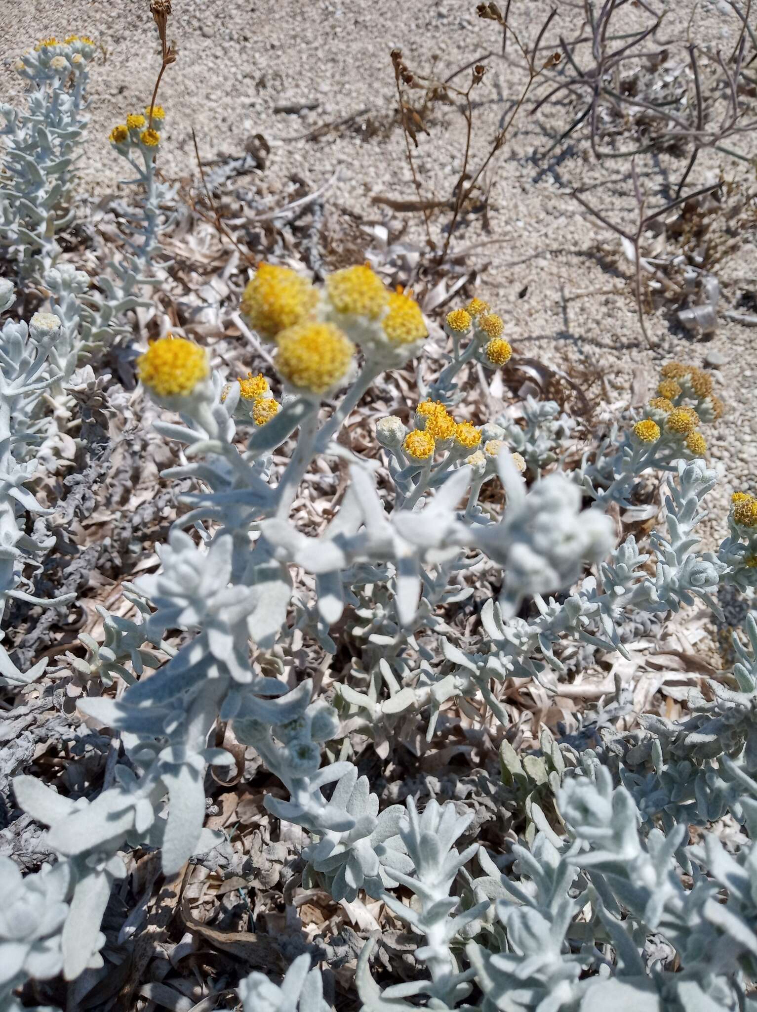 Image of Otanthus maritimus subsp. maritimus