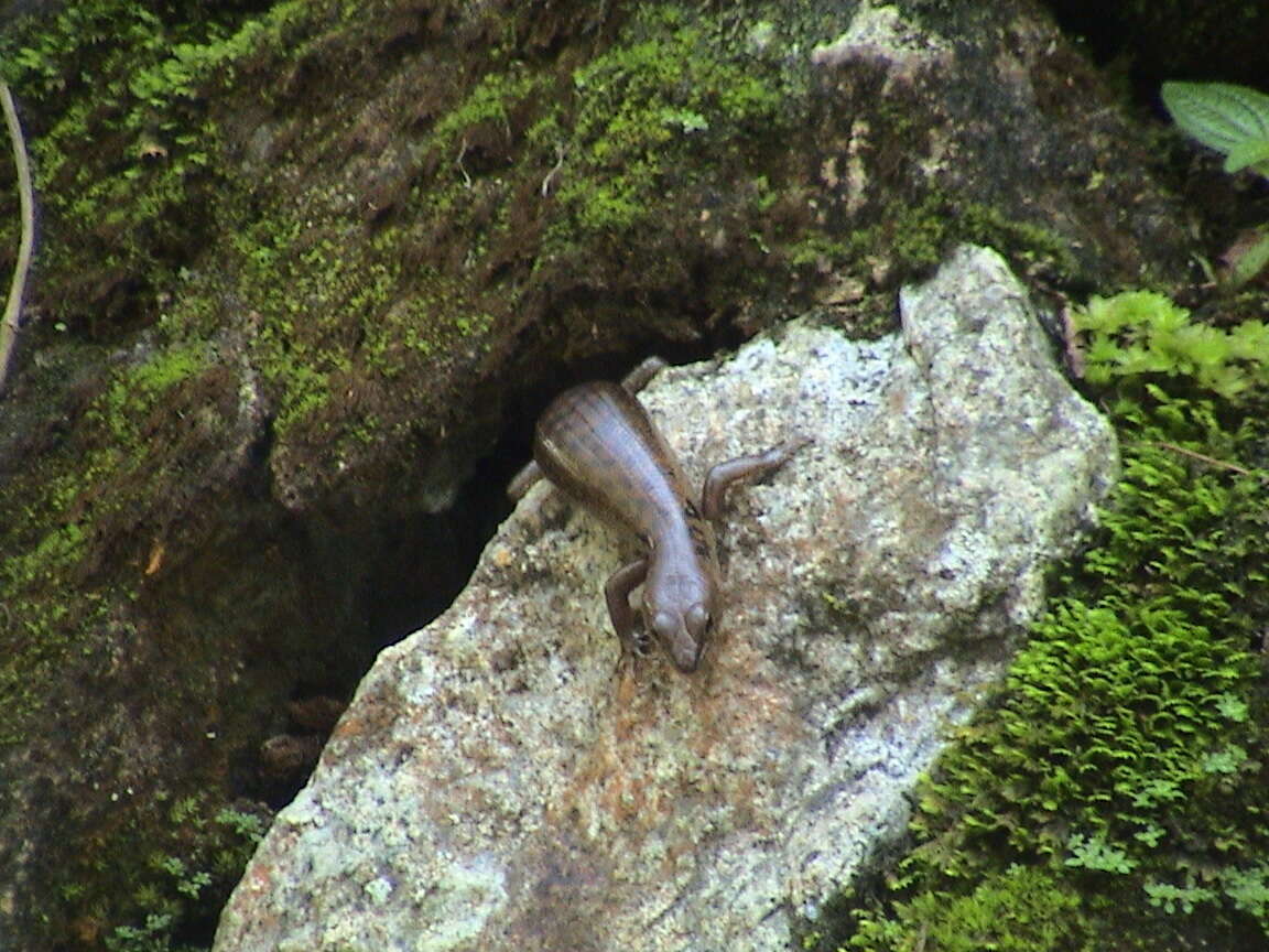 صورة Sphenomorphus praesignis (Boulenger 1900)