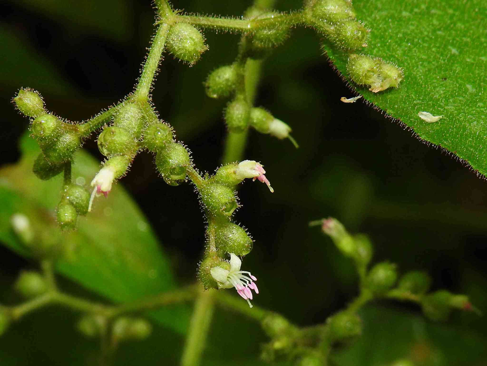 Image of Aciotis indecora (Bonpl.) Triana