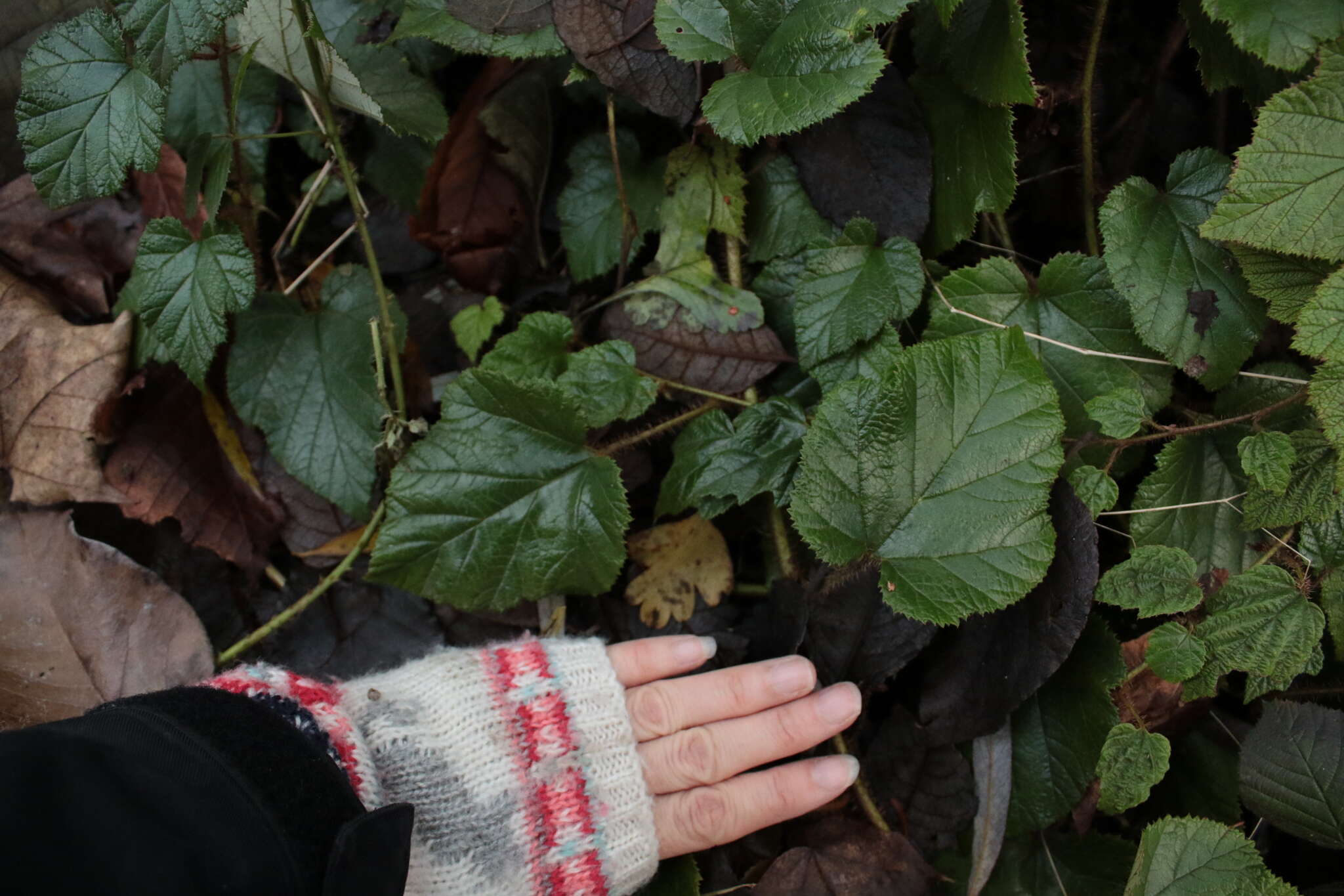 Image of Creeping Bramble