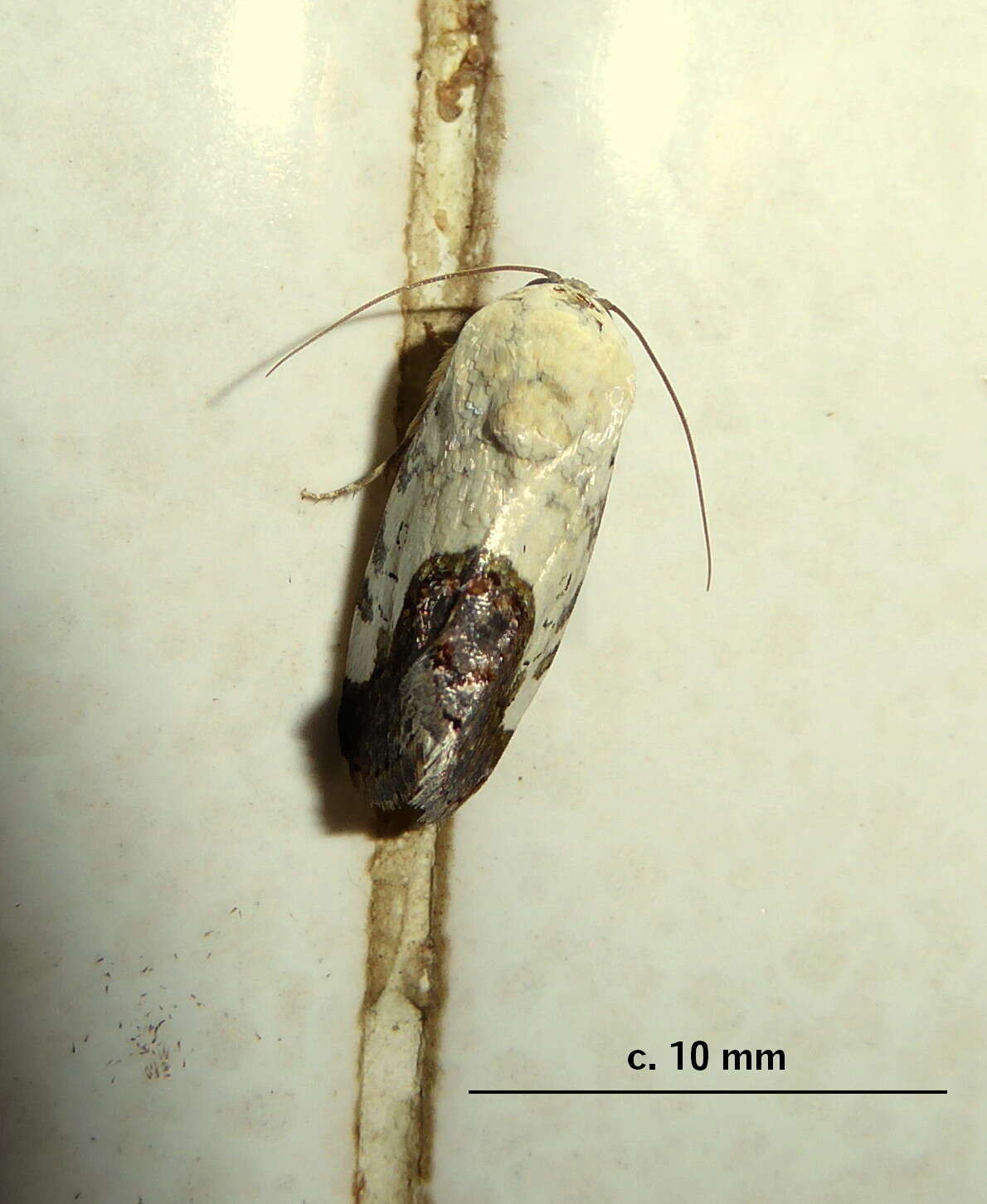 Image of Acontia discoidea Hopffer 1862