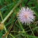 Image of Mimosa quadrivalvis var. diffusa (Rose) Barneby