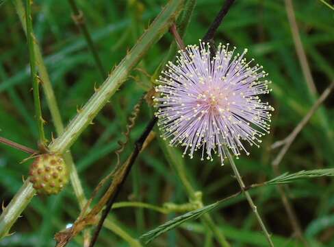 Image of Mimosa quadrivalvis var. diffusa (Rose) Barneby