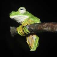 Image of Abah River Flying Frog