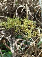 Image of Panicum sarmentosum Roxb.