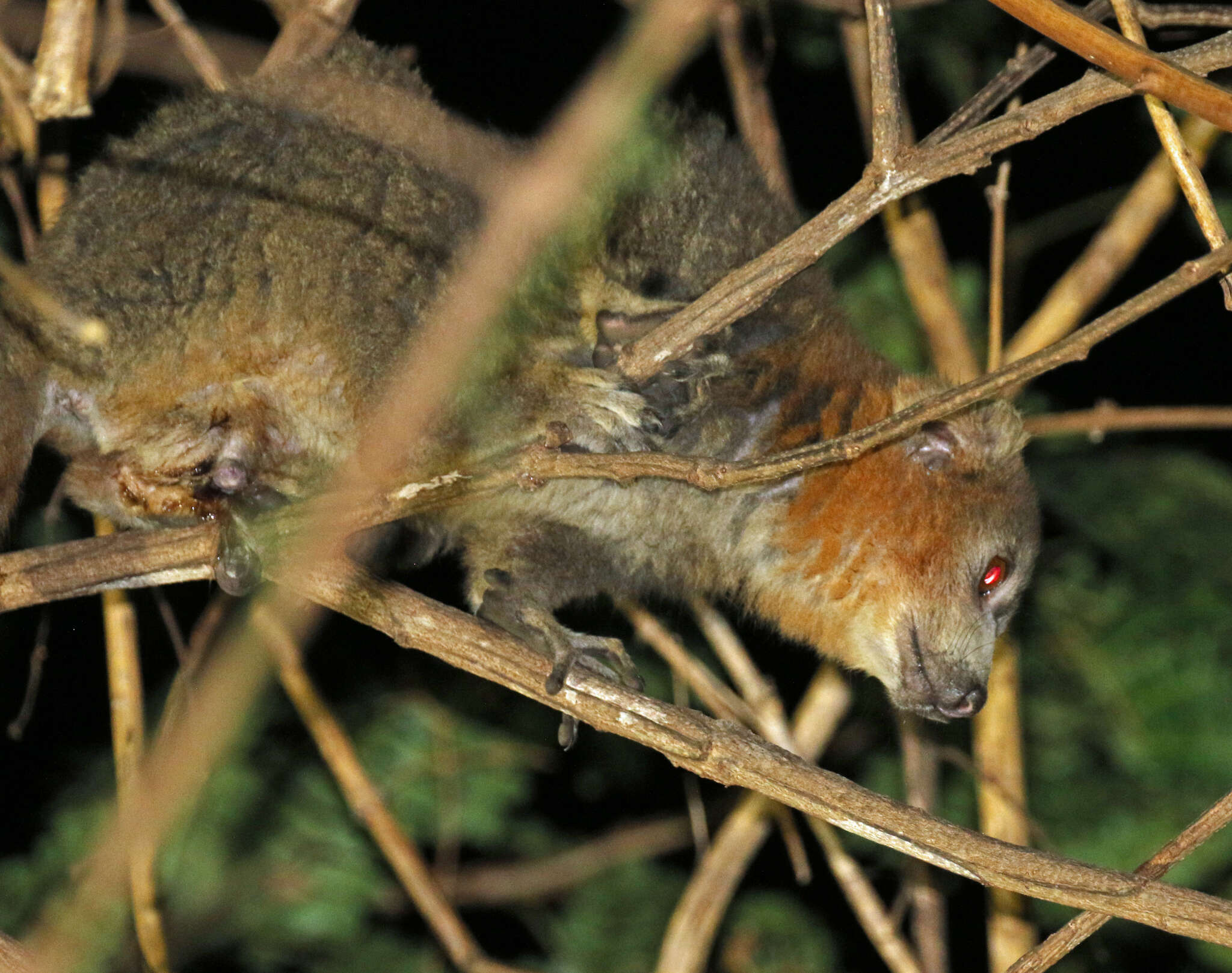 Image of Mongoose Lemur