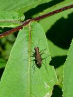 Image of Cylindera (Ifasina) kaleea (Bates 1866)