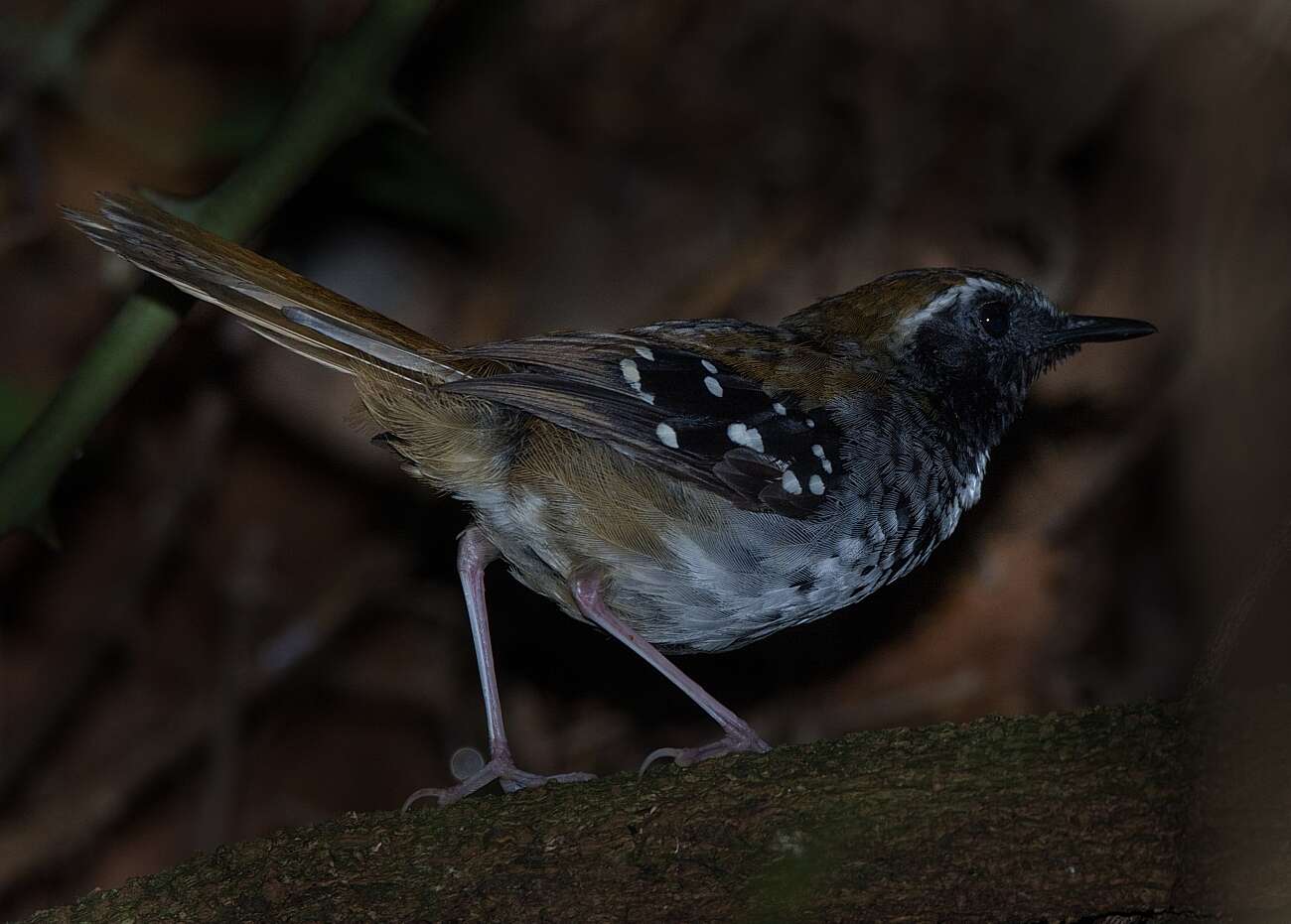 Image of Squamate Antbird