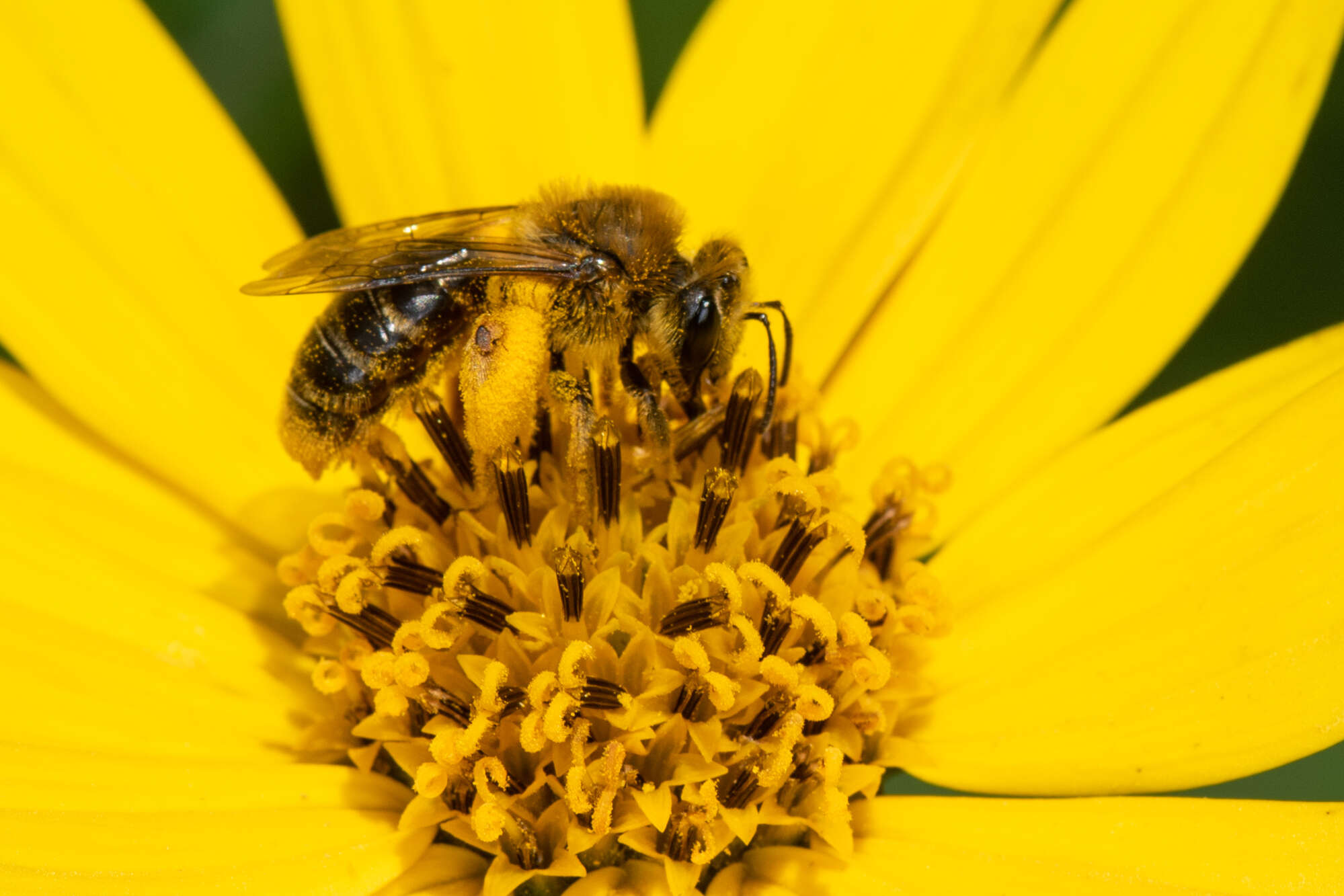 Image of Sunflower Andrena