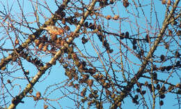 Image of Two-barred Crossbill